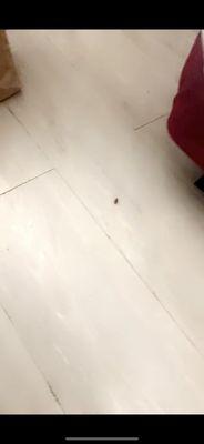 Random roach crawling on the floor. The floor was crummy and dirty as you can see. It didn't appear to have been mopped.