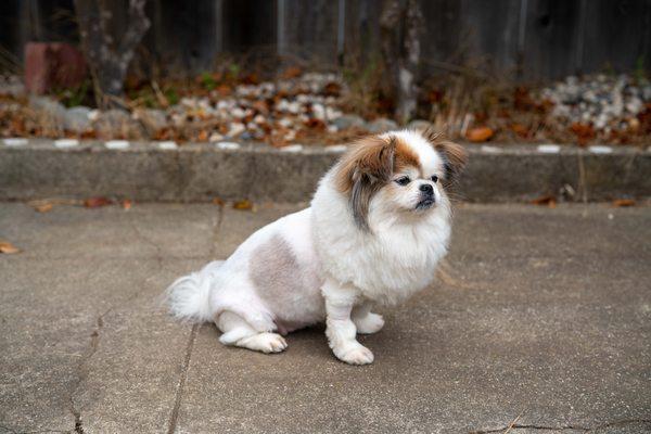 Lion cut by BMK Pet Salon.