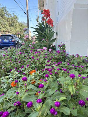 Edible flower garden