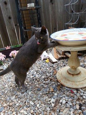 Stella getting a drink out of the bird bath.