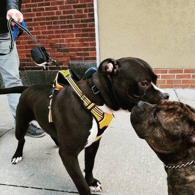 Owen and Prince out together for a walk. Two big sweethearts.