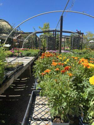 Valley Hills Nursery