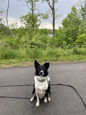 Recall training/off leash training with Oliver