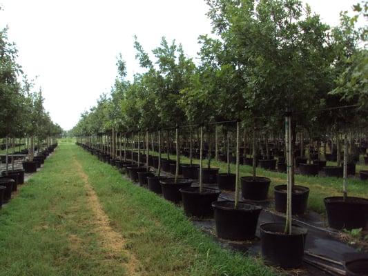 30 & 45 gallon Shumard Red Oaks got its name from its beautiful red fall color.