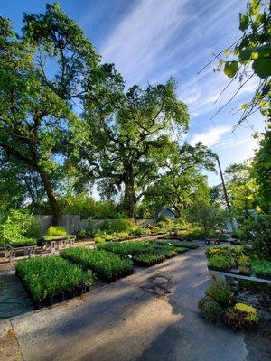 Spring in the nursery.