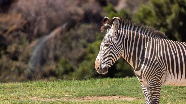 San Diego Zoo Safari Park