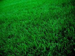 Lawn Fertilization - A lush, healthy lawn is less susceptible to disease.