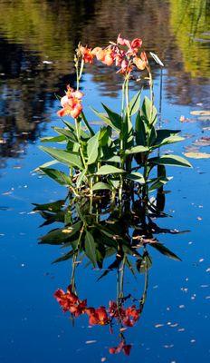 Canna lilies in the afternoon sun