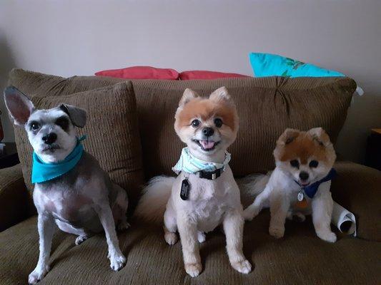 My posse after being groomed by Joanna