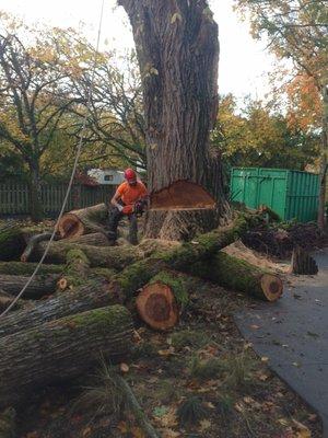 Diseased Elm removal