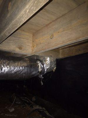 Termite activity in crawl space