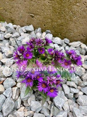 Front yard redo. More pictures in our website:https://www.lisacreativelandscape.com/