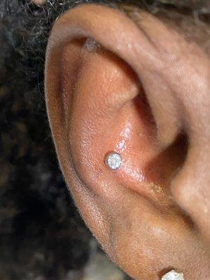 Conch Piercing