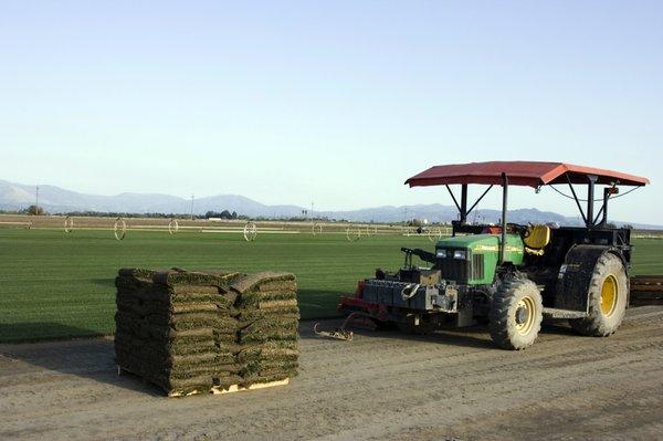 We cut sod daily based on the orders we receive.