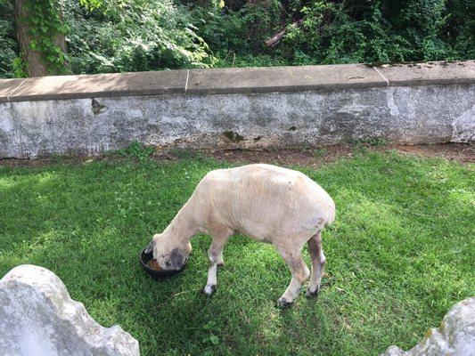 They keep sheep in the oldest part of the graveyard to maintain grass.