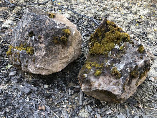 Moss rocks that I purchased earlier today from MacAlvey's. I picked them myself, and they helped to load them onto my SUV.