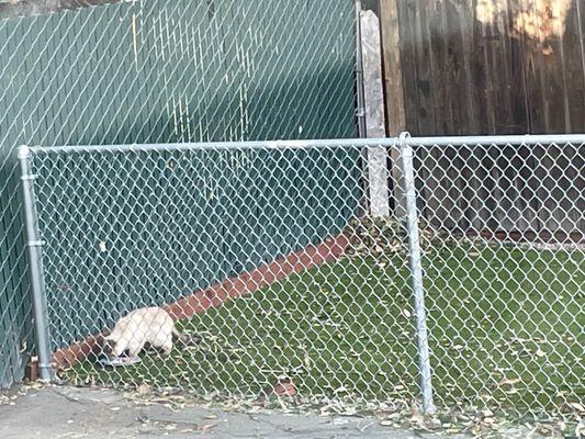 Stray cat eating tuna in dog run. Stray cats carry parasites.