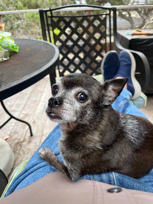 Lucy, the 14-year old Chihuahua