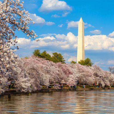 Plant a little Tidal Basin magic in your yard! These stunning trees look like clouds when they are blooming.