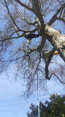 Large oak tree pruning