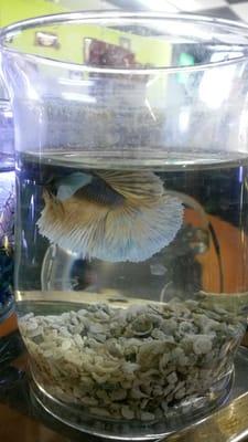 This is a moon tail betta