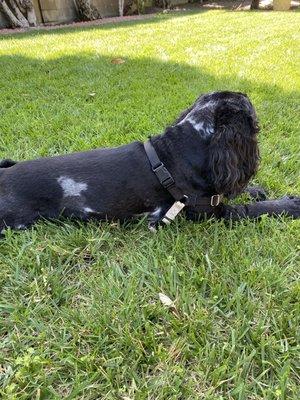 Bo after grooming at Golden Touch Pet Salon see his Heart