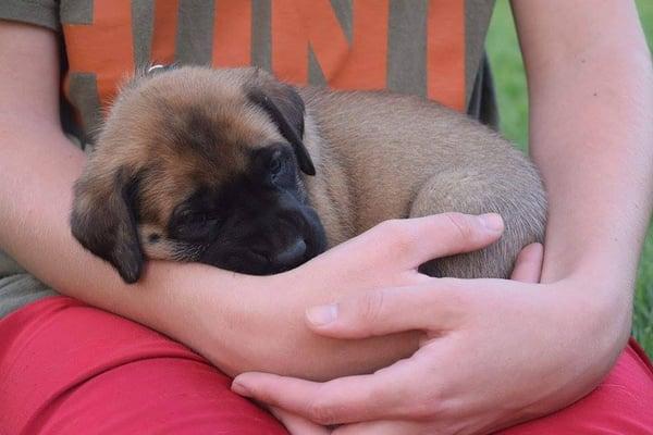 Mastiff Pup They Took Care of for Me!!