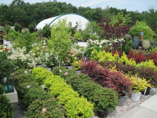 Extraordinary Trees & Shrubs fill the outdoor landscape at Bremec of Concord.