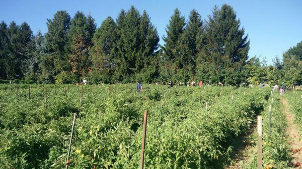 U-pick tomatoes ! A lot weren't ripe yet tho.