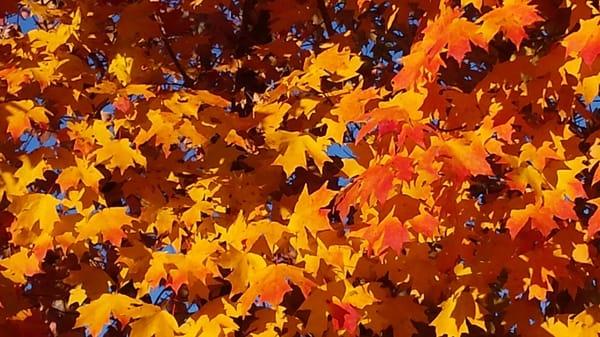 Japanese Maple from our Fields