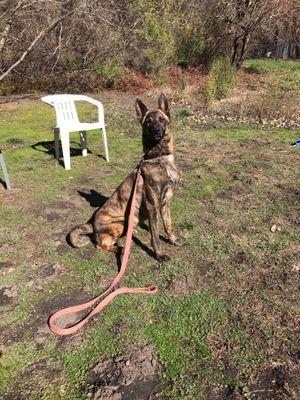 Hi everyone this is Mia when she was a couple of weeks pregnant with her first litter. Now she is a proud mama of 6 dutch shepherd puppies.