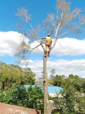 High Altitude Environmental Arborist