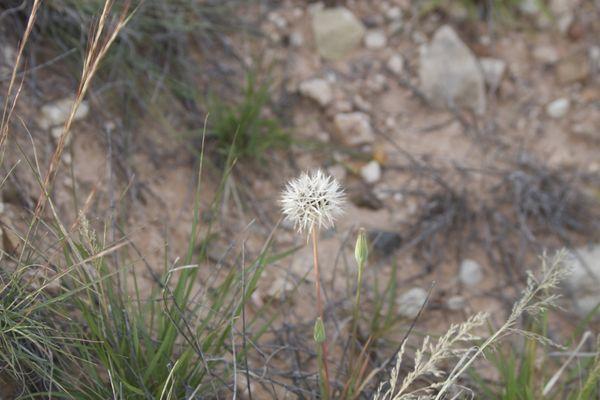 Dead Horse Ranch State Park