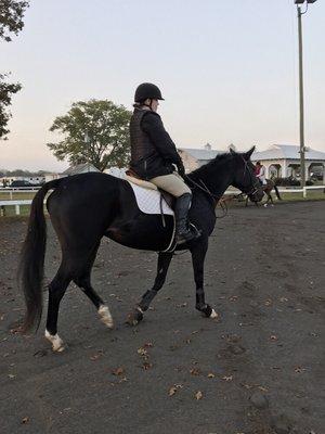 Warming up at a horse show.