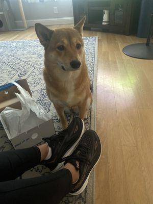 My new running shoes are fur baby approved