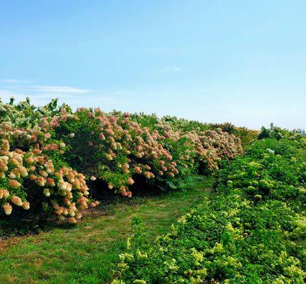 Acres of hydrangeas - 8/26/2022