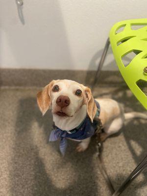 Maude waiting in the exam room