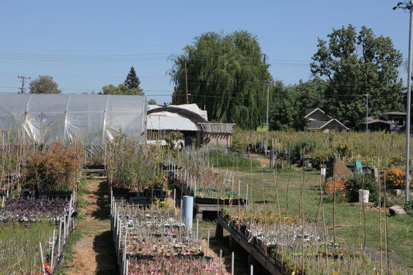 Our beautiful nursery in East Oakland.