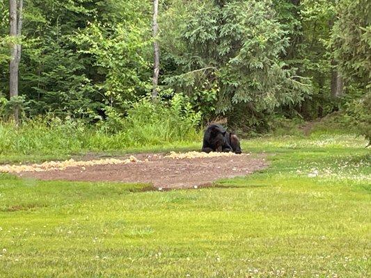 Bears eating right outside restaurant window! Amazing! Went at lunchtime!