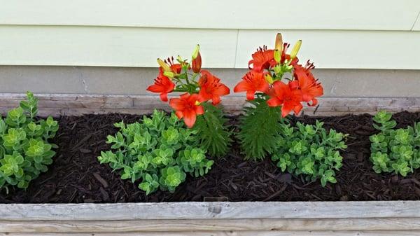 Red aziotoc lily with brown much.  Raised flower bed with organic compost and pink flowering sedum. 2015