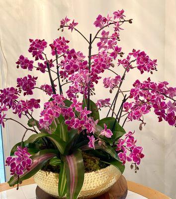 Orchid Planters