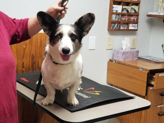 Love those corgi ears!