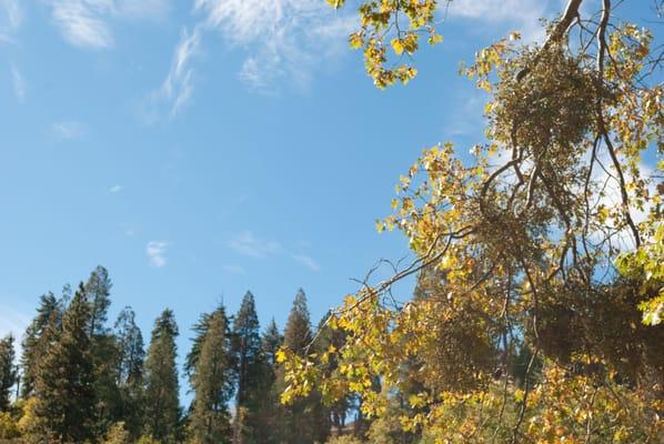 Sky and trees at fall retreat.