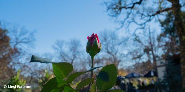 Red rose bud