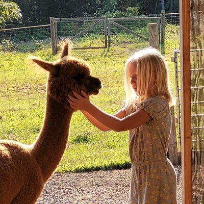 Serenity Alpacas