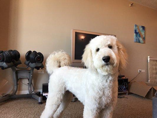 Kevin did a great job with our goldendoodle!