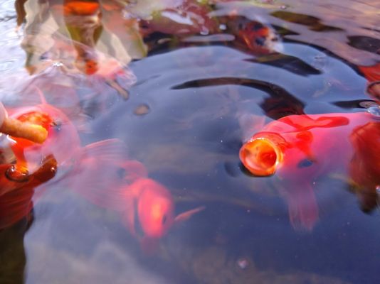 Goldfish - Aquarium, Fish Tank, Pond, Mini Pond, -Goldfish Pond - If It's Fish, LLC