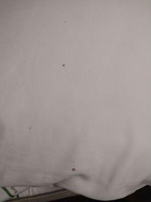 Bedbug stains