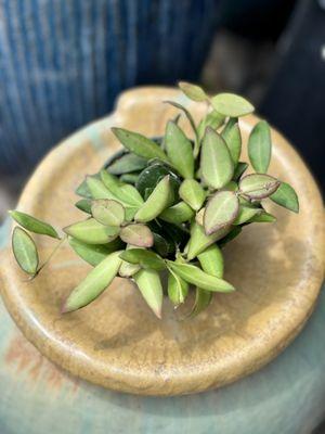 Hoya burtoniae