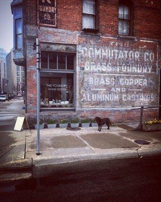 Ruby, the shop's lab, walking around on a dreary day.